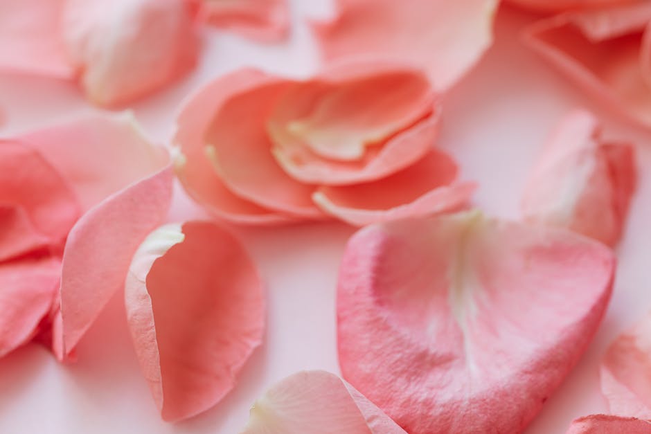  Rosenlagerung: Wie man Rosen frisch und lange haltbar macht