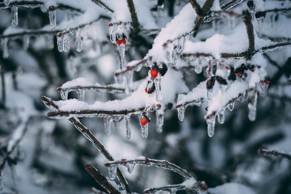  Wie lange Weihnachtsbäume halten