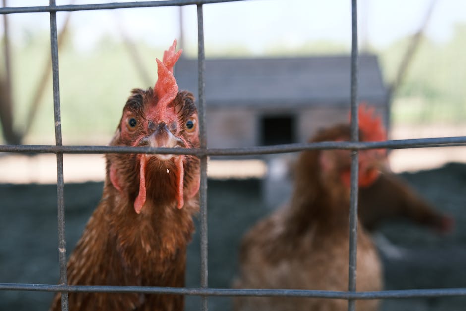  Hühnerhaltung: Wie viele Hühner sollten Sie halten?